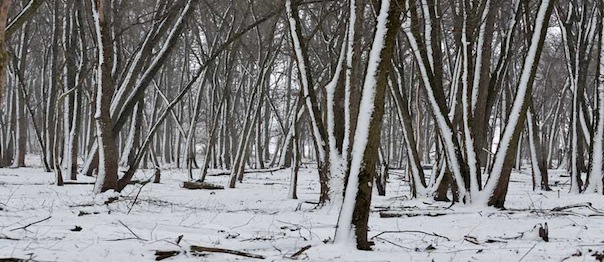 J Keefe Winter Trees